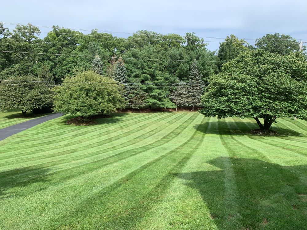 Beautifully mowed lawn with trees surrounding the edge of the property